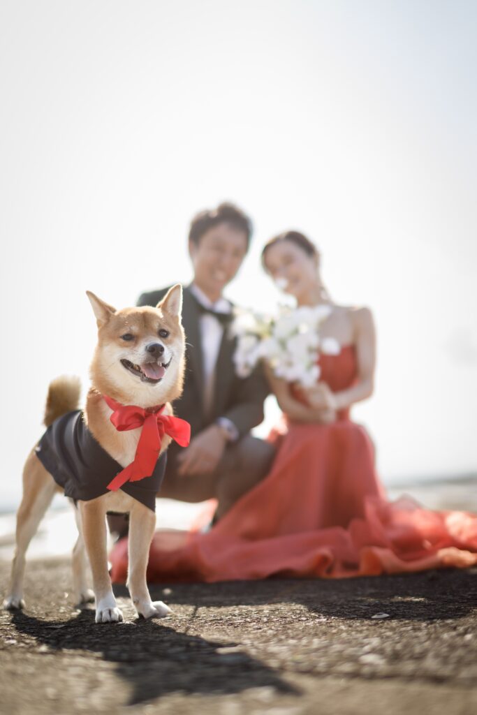 真玉海岸の写真です